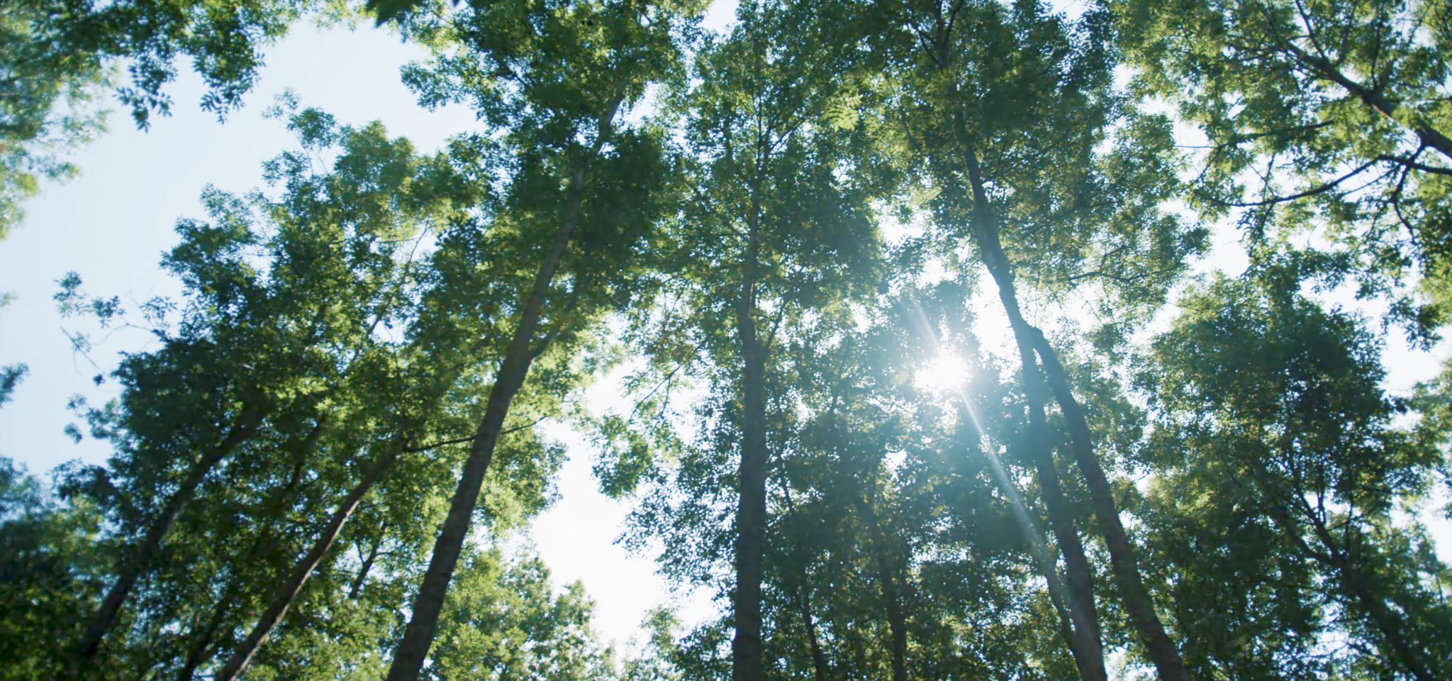 Zonlicht door de bomen in bebost gebied